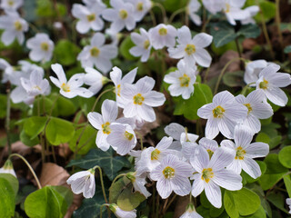 White flower of the species Oxalis acetosella (the wood sorrel or common wood sorrel). Close-up, full frame, selective focus, blurred effect