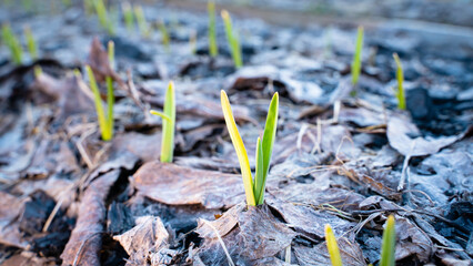 Garlic planted in the fall in the garden grew in the spring, close-up. Garden bed in early spring with the first sprouts