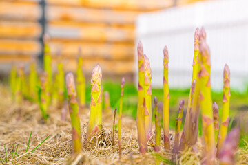 Garden bed with growing asparagus close-up. Mulching the soil with dry grass. Growing delicious vegetables in the home garden
