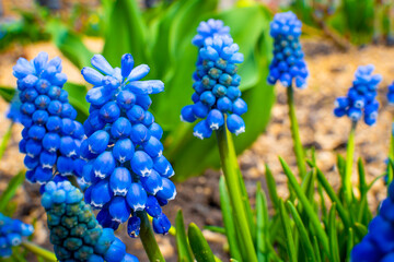 Flower bed with blue muscari close-up. Spring blooming of beautiful flowers