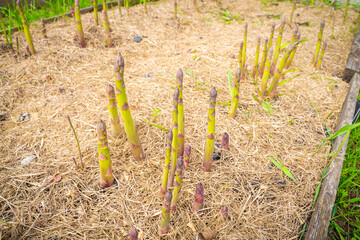 Garden bed with growing asparagus close-up. Mulching the soil with dry grass. Growing delicious vegetables in the home garden