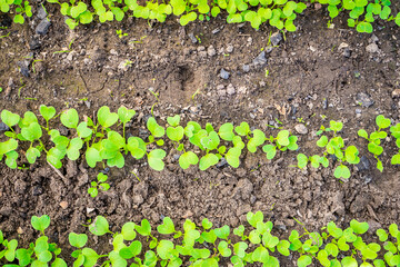 Young leaves of a growing radish in the garden, top view. First green sprouts