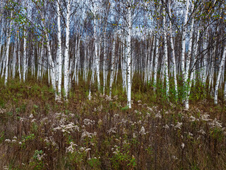 662-26 Birch & Goldenrod