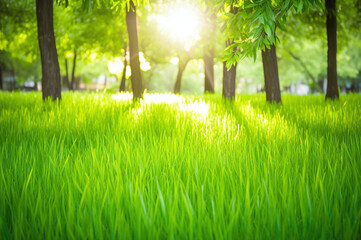 Obraz na płótnie Canvas Sunlight shining on green grass field