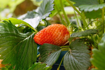 fraise