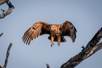 Tawny eagle flies through branches in sunshine