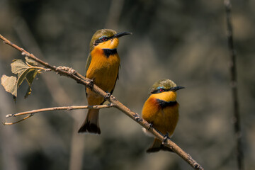 Two little bee-eaters on branch matching positions