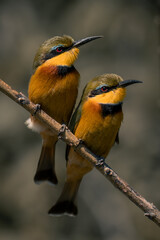 Two little bee-eaters on branch with catchlights