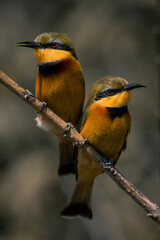 Two little bee-eaters on diagonal branch side-by-side