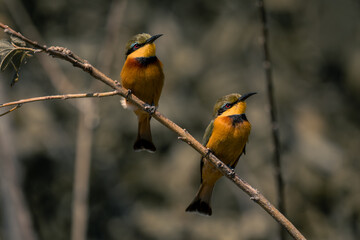 Two little bee-eaters face right on branch