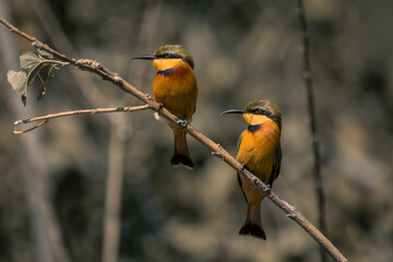 Two little bee-eaters face left on branch