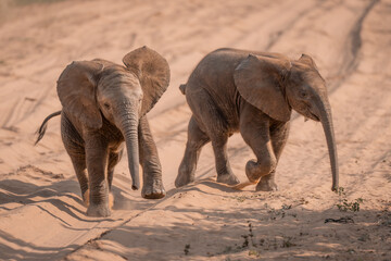 Fototapeta na wymiar Two baby African elephants run across track