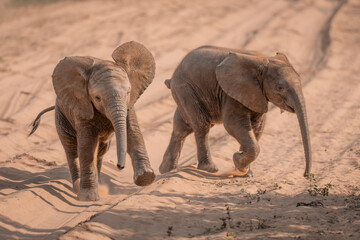 Fototapeta na wymiar Two baby African elephants cross sandy track