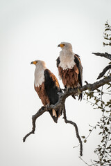 Two African fish eagles on dead branch