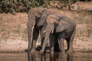 Fototapeta premium Two African elephants stand drinking on riverbank