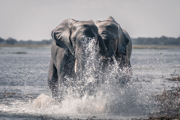 Two African elephants splashing through shallow river