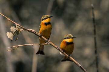 Two little bee-eaters on branch in bushes