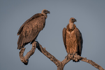 Two white-backed vultures on tree in sunshine