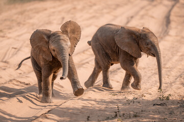 Fototapeta na wymiar Two African elephant calves cross sandy track