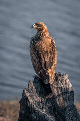 Tawny eagle with catchlight on tree stump