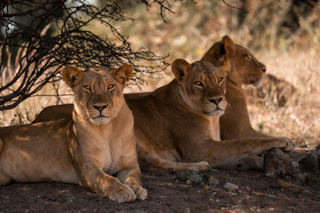 Three lionesses lie in shade of bush