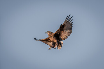 Tawny eagle spreads wings under blue sky