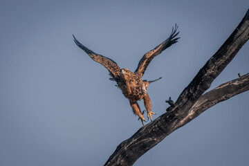 Tawny eagle takes off from dead tree