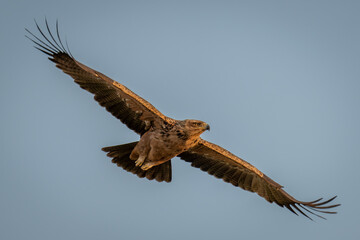 Tawny eagle glides through clear blue sky