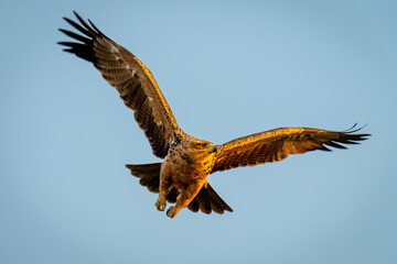 Tawny eagle flies under clear blue sky