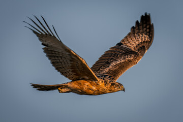Tawny eagle flies across clear blue sky