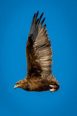 Tawny eagle flies across perfect blue sky