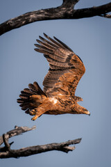 Tawny eagle flies from branch in sunshine