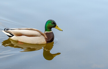 Obraz premium Pływająca kaczka odbijająca się na powierzchni wody