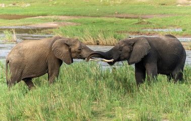 Naklejka na ściany i meble African Elephants in the Kruger National Park, Limpopo, South Africa, Balule 