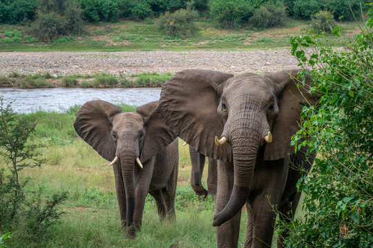African Elephants in the Kruger National Park, Limpopo, South Africa, Balule  