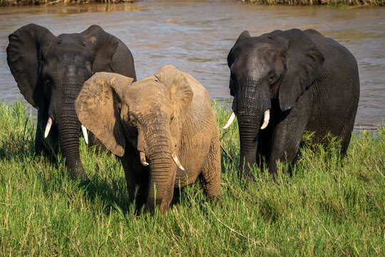 African Elephants in the Kruger National Park, Limpopo, South Africa, Balule  