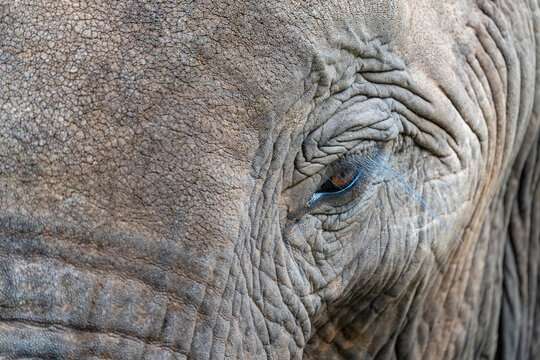 African Elephants in the Kruger National Park, Limpopo, South Africa, Balule  