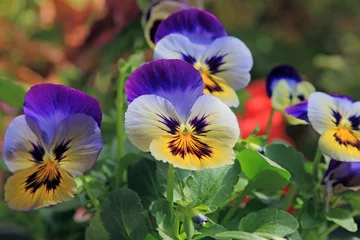 Tuinposter Purple flowers pansies on a flower bed in spring  © dinar12