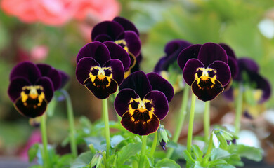 Purple flowers pansies on a flower bed in spring
