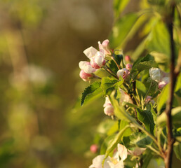 White flowers and pink buds of a blooming apple tree in the garden. Apple blossoms. In the rays of the sun. Space for text