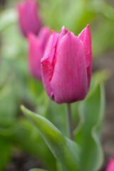 colorful blooming tulips in the garden