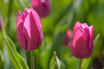 colorful blooming tulips in the garden