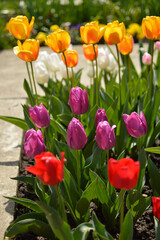 colorful blooming tulips in the garden