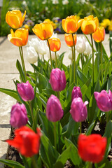 colorful blooming tulips in the garden