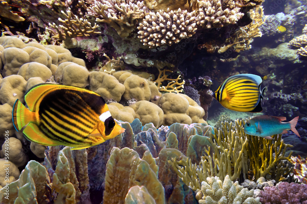 Wall mural Wonderful and beautiful underwater world with corals and tropical fish. - Wall murals