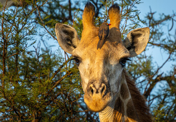 Giraffe in the Kruger National Park, Limpopo, South Africa 