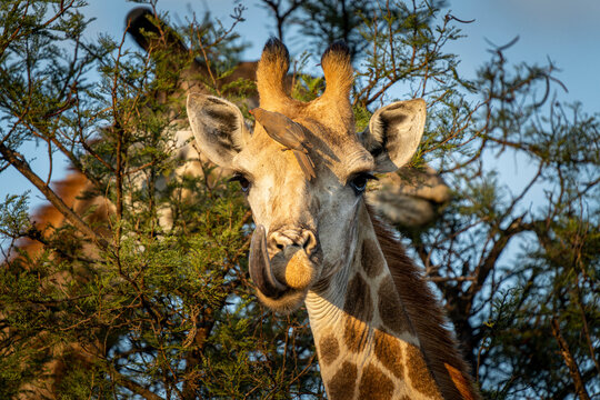 Giraffe in the Kruger National Park, Limpopo, South Africa 