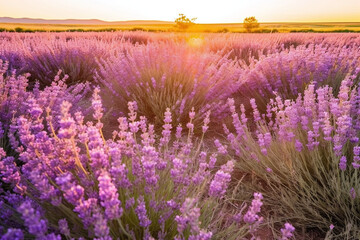 Fototapeta na wymiar Lavender meadow in sunset glow