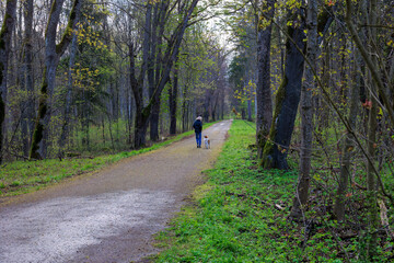 Fototapeta premium Woman walker with dog on a forest path in the woods