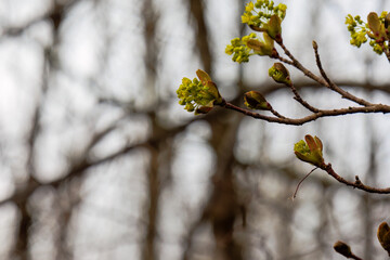 Close up of flower umbel of Norway maple in bloom - obrazy, fototapety, plakaty